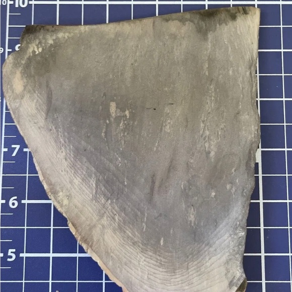 Small Polished Petrified Wood Full Slab w Bark 5 1/x 5” x 1/2” 8.6 oz. - Picture 8 of 9